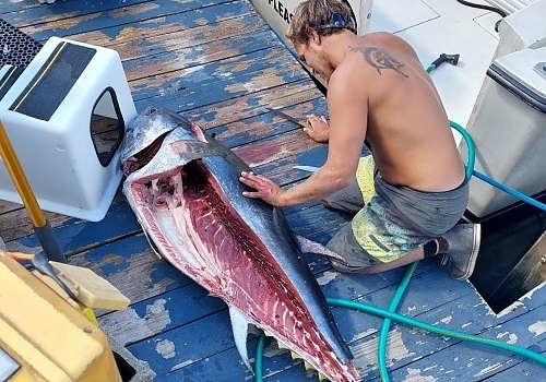 Join SeaOwls for a midrange tuna fishing adventure in Point Pleasant, NJ.