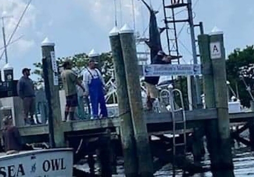 Experience thrilling shark fishing adventures with SeaOwl Fishing Charters in Point Pleasant, NJ.