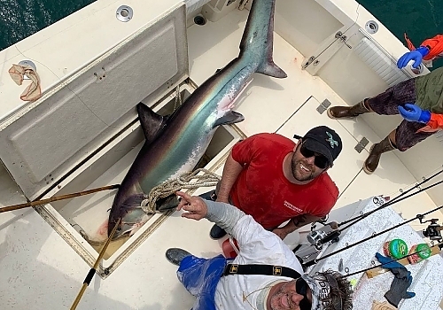 Experience thrilling shark fishing adventures with SeaOwl Fishing Charters in Point Pleasant, NJ.