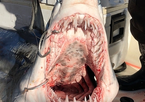 Experience thrilling shark fishing adventures with SeaOwl Fishing Charters in Point Pleasant, NJ.