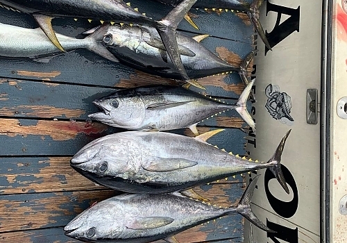 Join SeaOwls for a midrange tuna fishing adventure in Point Pleasant, NJ.