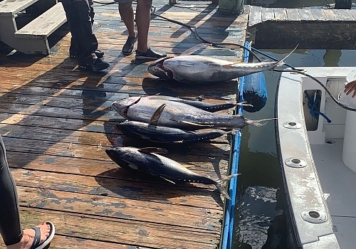 Wahoo & Bluefin Tuna